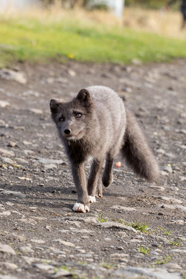 An Arctic fox in its dark summer coat, with one white paw, trotting toward the camera along a gravel track.