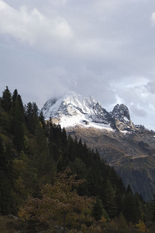 A snow-covered peak breaking out of cloud above a slope of dark spruce, with one tree turned autumn orange in the foreground.
