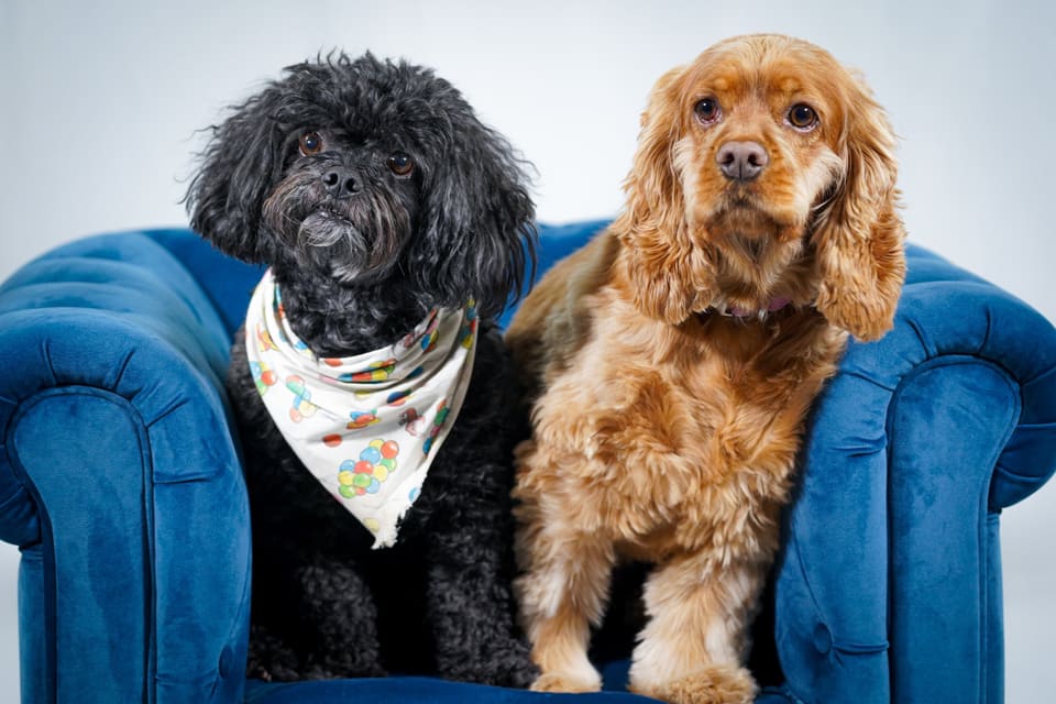 Two dogs sitting together in a blue velvet armchair: a curly black one in a patterned bandana, and a golden cocker spaniel.