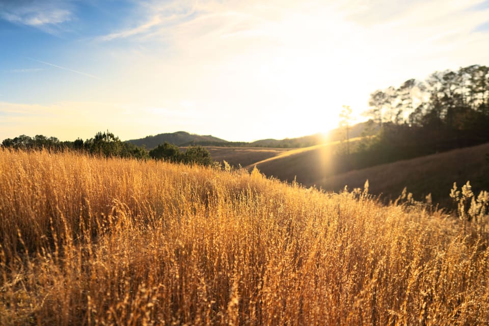 Tall golden grass lit from behind by a low sun, rolling away to pines and a far ridge.