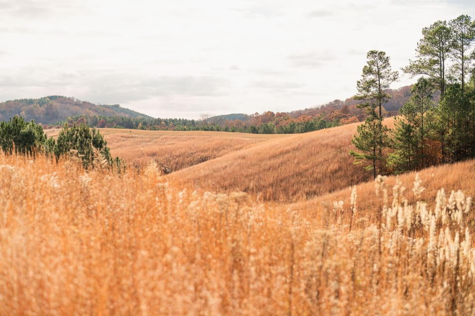 Rolling hills of tall golden grass, with a few dark pines on the right and blue ridges in the distance.