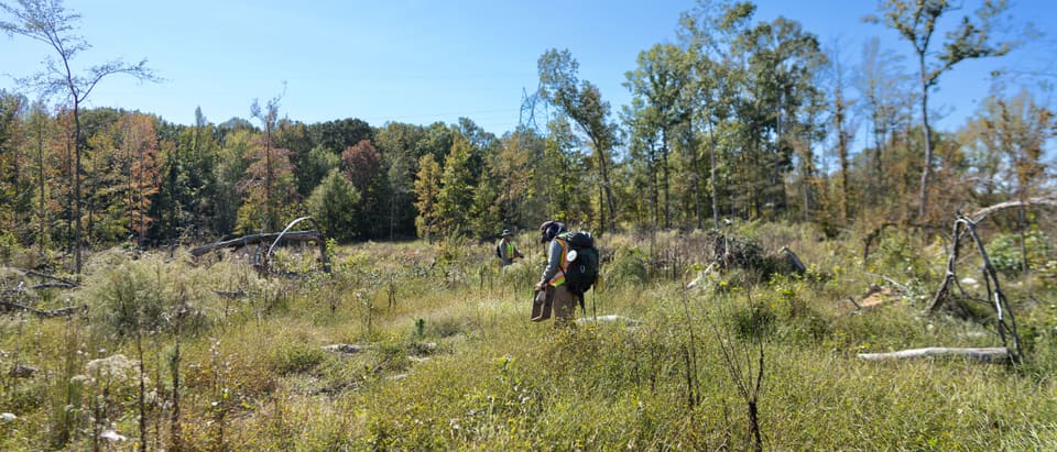 Two field archaeologists with packs work their way across an overgrown clearing, with autumn trees behind them under a clear sky.