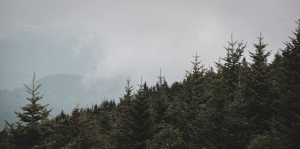 The tops of dark fir trees against fog, with a ridge just showing through it.