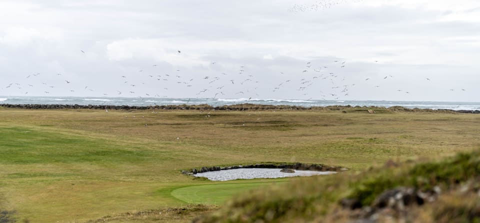 A flock of seabirds scattered across a pale sky above a grassy coast, with surf breaking beyond a low wall of black rock.