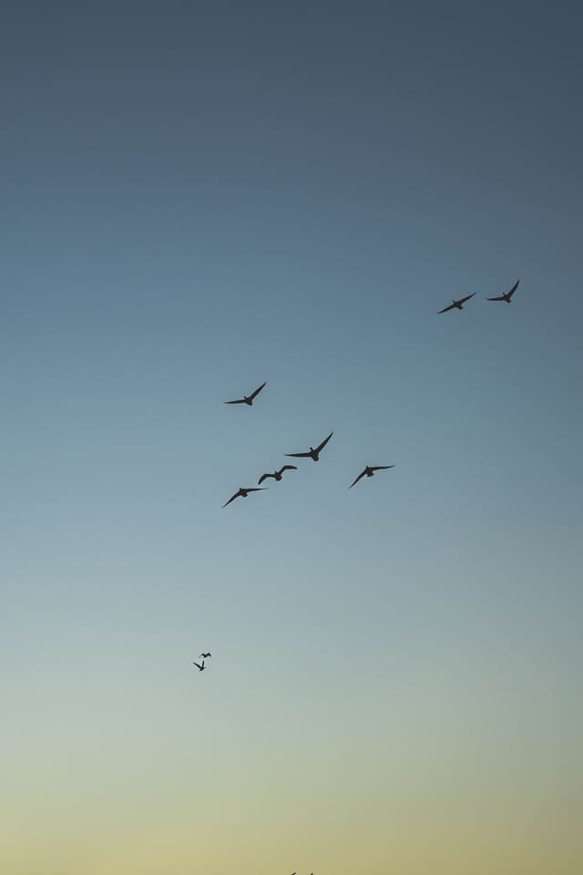 Seven geese in loose formation against an evening sky that fades from slate blue to pale yellow.