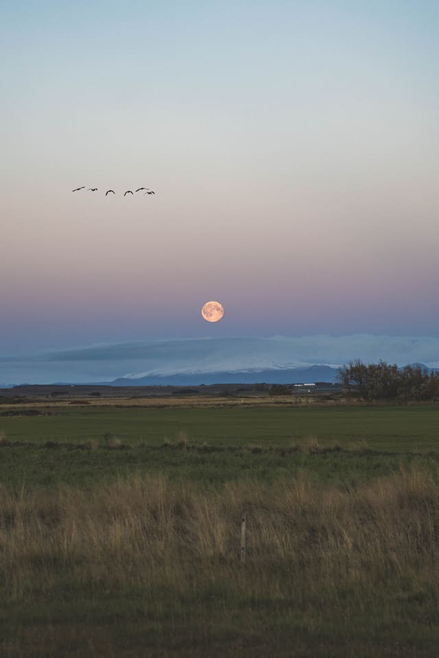 A full moon low in a pink and blue dusk sky over flat grassland, with a line of birds crossing above it.