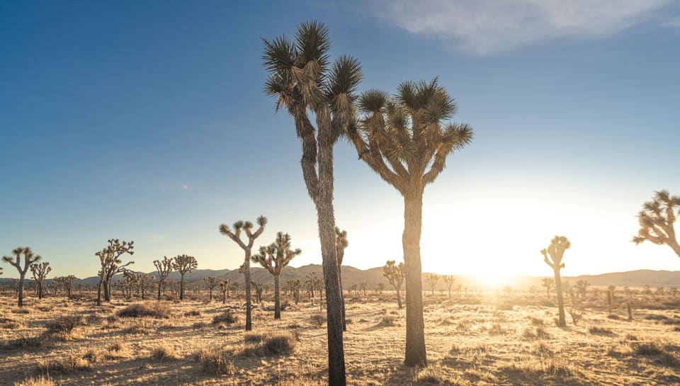 Joshua trees in silhouette against a low desert sun.