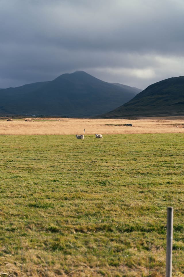 A flat green meadow with two sheep, a golden band of grass behind them, and dark mountains under cloud.